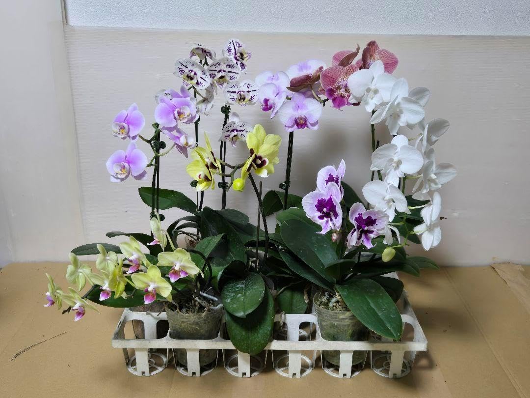 ☆胡蝶蘭☆ファレノプシス☆ミディー☆蘭工房☆訳あり☆ミックス10ポットセット☆ 胡蝶蘭ファレノプシスミディー蘭工房訳8ポットセット 胡蝶蘭